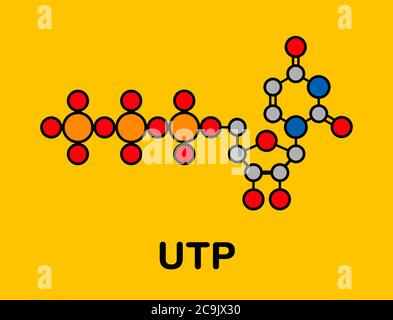 Molécule de nucléotide uridine triphosphate (UTP). Bloc de construction de l'ARN. Formule squelettique stylisée (structure chimique). Les atomes sont affichés avec un code couleur Banque D'Images