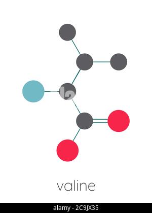 Molécule d'acide aminé valine (l-valine, Val, V). Formule squelettique stylisée (structure chimique). Les atomes sont représentés par des cercles de couleur reliés par ce dernier Banque D'Images