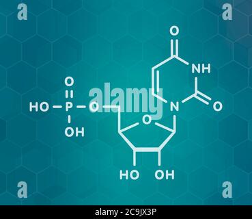 Molécule de nucléotide uridine monophosphate (UMP, acide uridylique). Bloc de construction de l'ARN. Formule blanche du squelette sur fond de gradient sarcelle foncé avec He Banque D'Images