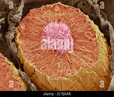 Site de la production de sperme. Couleur de l'analyse des électrons Microphotographie (SEM) d'une des sections de tube séminifère, le site de production de spermatozoïdes dans le teste Banque D'Images