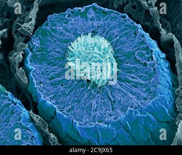 Site de la production de sperme. Couleur de l'analyse des électrons Microphotographie (SEM) d'une des sections de tube séminifère, le site de production de spermatozoïdes dans le teste Banque D'Images