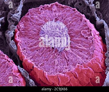 Site de la production de sperme. Couleur de l'analyse des électrons Microphotographie (SEM) d'une des sections de tube séminifère, le site de production de spermatozoïdes dans le teste Banque D'Images