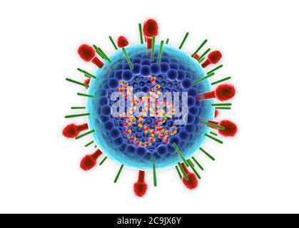 Virus respiratoire syncytial humain (HRSV). Illustration montrant la structure interne et l'ARN. Cette orthopneumovirus, un type de paramyxovirus, en est la cause Banque D'Images