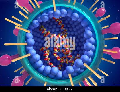 Virus respiratoire syncytial humain (HRSV). Illustration découpée montrant la structure interne et l'ARN. Cet orthopneumovirus, un type de paramyxovirus, i Banque D'Images