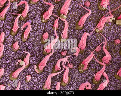 Cellules sensorielles de l'oreille interne. Micrographe électronique à balayage coloré (SEM) de faisceaux de cilia (cellules de cheveux, rose) situés dans la macula utriculi à l'intérieur de la Banque D'Images