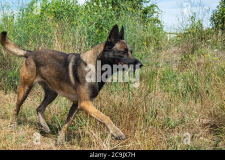 Chien berger belge de Malinoi heureux de marcher sur le parc avec un bâton Banque D'Images