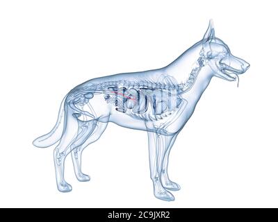Pancréas chien, illustration de l'ordinateur. Banque D'Images