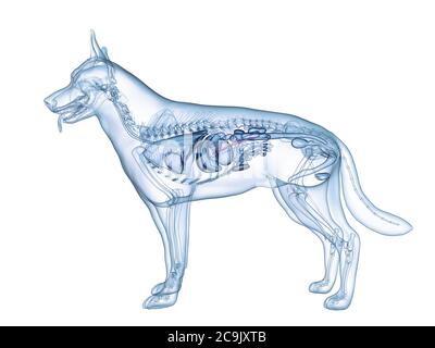Pancréas chien, illustration de l'ordinateur. Banque D'Images
