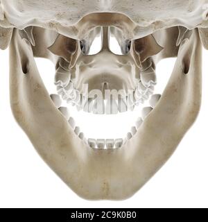 Crâne à mâchoire ouverte, illustration. Banque D'Images