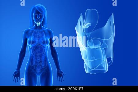 Femme du larynx, de l'illustration. Banque D'Images