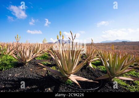 Plantation d'aloe vera sur Fuerteventura, îles Canaries. Banque D'Images