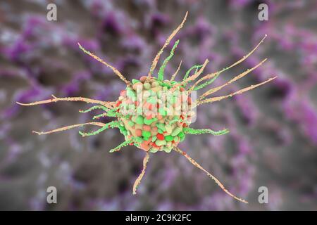 Cellule dendritique, illustration de l'ordinateur. Une cellule dendritique est un type de globules blancs. Il s'agit d'une cellule présentant des antigènes (APC), qui présente des antigènes Banque D'Images