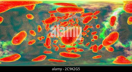 Porphyromonas gingivalis bactérie orale, vue panoramique à 360 degrés illustration informatique. P. gingivalis (anciennement connu sous le nom de Bacteroides gingivalis) est p Banque D'Images