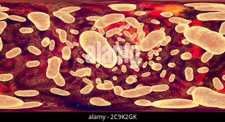 Porphyromonas gingivalis bactérie orale, vue panoramique à 360 degrés illustration informatique. P. gingivalis (anciennement connu sous le nom de Bacteroides gingivalis) est p Banque D'Images