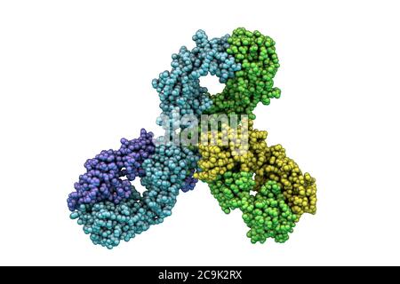 Anticorps de Pembrolizumab. Modèle informatique montrant la structure de l'anticorps du pembrolizumab. Il s'agit d'un anticorps IgG4 humanisé utilisé en immunothérapie contre le cancer, Banque D'Images