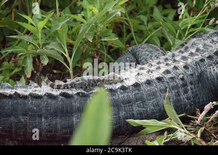 Bébé Gator à l'arrière de Mamma Gator Banque D'Images