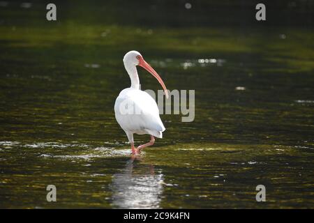 Ibis blanc à la recherche de nourriture à Wakulla Springs Floride Banque D'Images