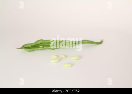 Haricot blanc séché non cuit avec des haricots verts frais cru plante de gousse isolée sur fond blanc. Tas de haricot de légumineuse (Phaseolus vulgaris) Banque D'Images