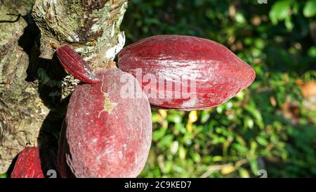 Fermez le fruit de cacao sur l'arbre Banque D'Images