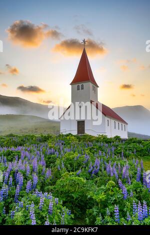 L'église de Vik i myrdal en été est pleine de fleurs de lupin dans une ville rurale dans le sud de l'Islande, c'est une destination touristique populaire. Le matin Banque D'Images