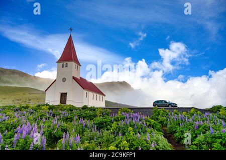 Vik i Myrdal Eglise, en été avec lupin en pleine floraison dans une ville rurale dans le sud de l'Islande, dans le brouillard du matin, l'image est lumineuse et fraîche. Banque D'Images