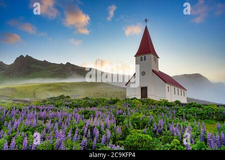 Vik i Myrdal Eglise, en été avec lupin en pleine floraison dans une ville rurale dans le sud de l'Islande, dans le brouillard du matin, l'image est lumineuse et fraîche. Banque D'Images