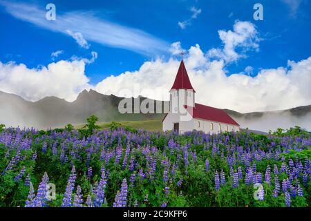Vik i Myrdal Eglise, en été avec lupin en pleine floraison dans une ville rurale dans le sud de l'Islande, dans le brouillard du matin, l'image est lumineuse et fraîche. Banque D'Images