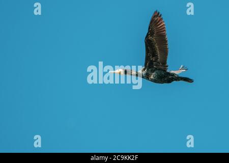 un cormorant noir vole dans le ciel bleu Banque D'Images