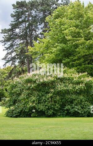 Aesculus Parviflora. Arbre rouge nain en fleur à RHS Wisley Gardens, Surrey, Angleterre Banque D'Images