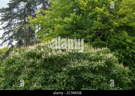 Aesculus Parviflora. Arbre rouge nain en fleur à RHS Wisley Gardens, Surrey, Angleterre Banque D'Images