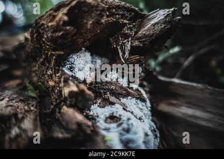 Un champignon blanc pousse à l'intérieur d'une bûche en décomposition sur le fond de la forêt, dans le parc national Torres del Paine, au Chili Banque D'Images