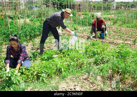 Une équipe de travailleurs a pulvérisé des insecticides sur les plantes de la ferme Banque D'Images