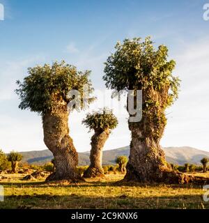 Arbres isolés et élagués dans la Soto de Revenga. Parc national de la Sierra de Guadarrama, à Ségovie et à Madrid. Banque D'Images