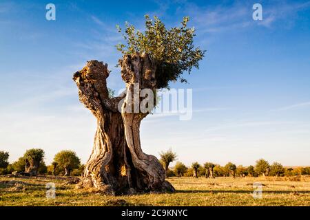 Arbres isolés et élagués dans la Soto de Revenga. Parc national de la Sierra de Guadarrama, à Ségovie et à Madrid. Banque D'Images