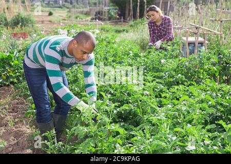 Jeune homme pakistanais jardinier pendant le travail avec des pommes de terre buissons dans le jardin extérieur Banque D'Images