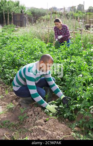 Jeune homme pakistanais jardinier pendant le travail avec des pommes de terre buissons dans le jardin extérieur Banque D'Images