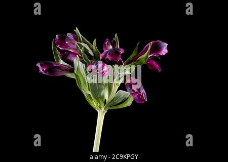 De jolies fleurs d'Alstroemeria, violet profond, commencent à s'ouvrir (photographiées sur un fond noir et Uni Banque D'Images