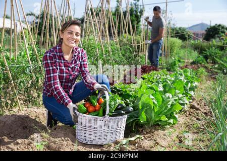 Jeune femme hispanique satisfaite engagée dans la culture de légumes biologiques dans son petit jardin montrant une bonne récolte Banque D'Images