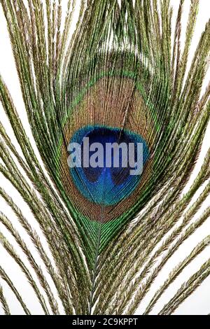 Gros plan d'une plume d'un Peacock photographié sur fond blanc Banque D'Images