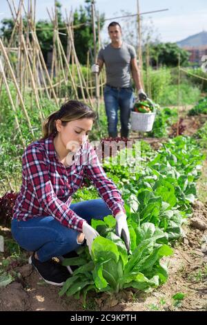 Souriante jeune femme colombienne s'est engagée dans la culture de légumes biologiques, en vérifiant les plantes sur le jardin de cuisine Banque D'Images