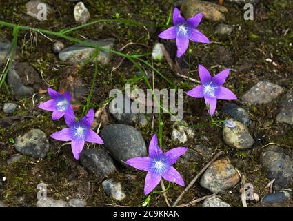 Le Bellflower de propagation 'Campanula patula' traité comme une fleur sauvage dans mon jardin.il meurt chaque hiver et auto-graines. Banque D'Images