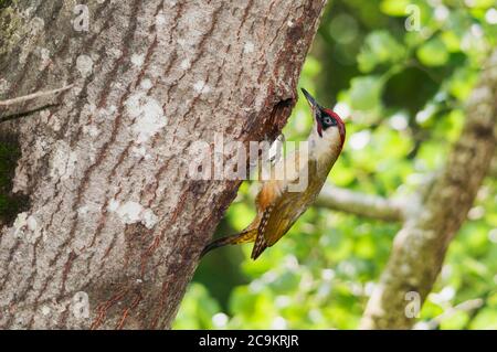 Pic vert mâle (Picus viridis) nourrissant les jeunes à l'entrée du nid Banque D'Images