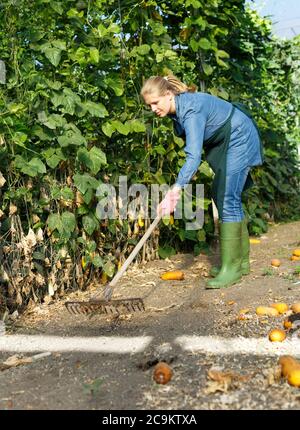 Femme expérimentée agriculteur jardinage en serre ensoleillée Banque D'Images