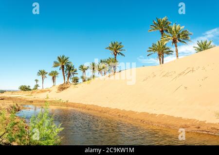 Palm dans l'oasis du désert au maroc sahara afrique dune Banque D'Images