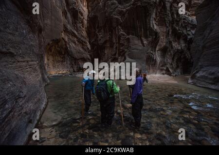 La randonnée dans le parc national de Zion consiste à marcher et à barboter dans la rivière vierge au fond d'un magnifique canyon. Banque D'Images