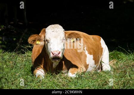 Vache à l'abri située sur un pré Banque D'Images