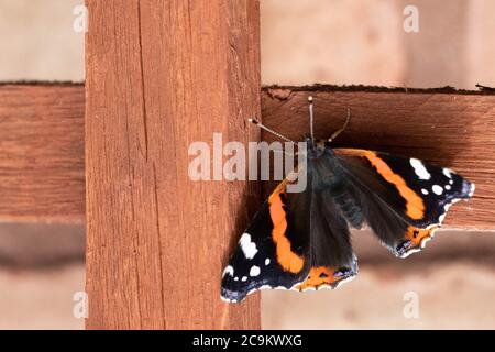 Papillon amiral rouge Banque D'Images