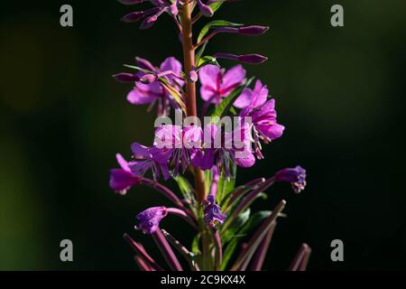 Herbe de saule de roseberry Banque D'Images