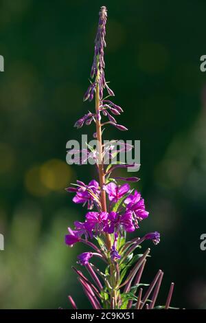 Herbe de saule de roseberry Banque D'Images