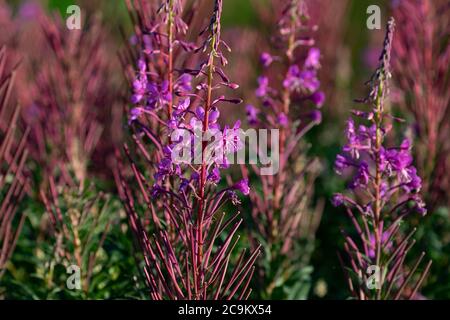 Herbe de saule de roseberry Banque D'Images